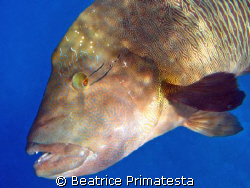 Napoleonfish by Beatrice Primatesta 